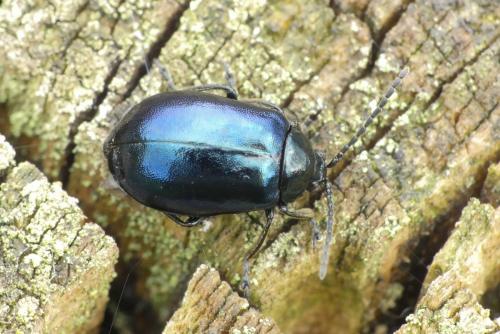 Réf. 227 329 : Agelastica alni